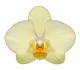 گل ارکیده فالانوپسیس آلاسیو